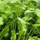 고수의 레시피 이미지