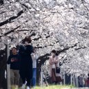 조천변 벚꽃길 이미지