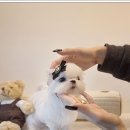 한길동물병원 | ❣️광주강아지분양 펫블리 애견 샵, 처음 가는 곳이라 긴장했는데 따뜻한 분위기 덕분에 괜히 안도감이...