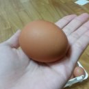 오경(젤란) 이미지