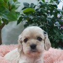 우아펫 대전점 이미지