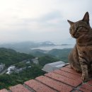 고양이천국 이미지