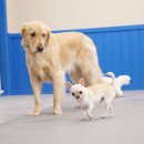 치즈 애견유치원&애견호텔 이미지
