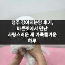 펫사랑 | 청주 강아지분양 후기, 바른펫에서 만난 사랑스러운 새 가족즐거운 하루