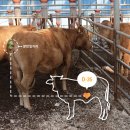 삼남매한우농장 이미지