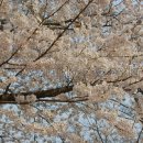 금천 하모니 벚꽃축제 2018 이미지