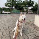 래온동물병원 이미지