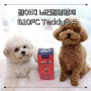 A-8 | 반려동물영양제 뇌건강영양제 810FC Teddy8 A 후기
