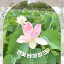 연꽃테마파크 | 경남 함안 여름 가볼만한곳 연꽃테마파크 피는시기