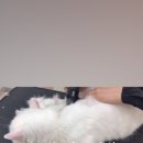 소나캣 이미지
