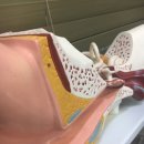 경이비인후과의원 이미지