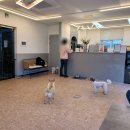 퍼독 애견호텔 이미지