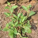 지초한의원 이미지