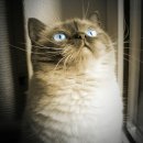 골프존파크 금곡 미금역점 | 경기도 수지구 골프존파크 금곡미금역점, 연락처, 영업시간, 후기