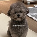 러브썸그루밍샵 이미지