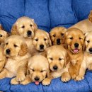 건강한 강아지 이미지