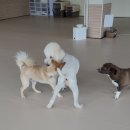 큰댕댕 개치원 이미지