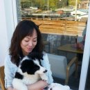 애견매니아 이미지