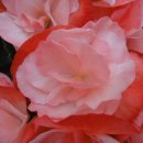 로즈겹꽃베고니아 -신상품 이미지