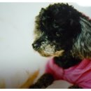 엄마손 동물병원 이미지