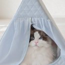 펫하우스 네이버블로그