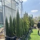 인테리어화분, 거실화분 식사동 꽃집 "유럽정원수 가든트리팜" 후기🌿