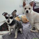 댕냥밥상 이미지