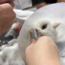 신호묘 | 오산 함께냥 본점 동탄 고양이 미용 후기｜20분 만에 끝난 무마취 고양이 미용