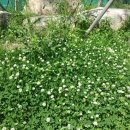 샌토쥬 이미지