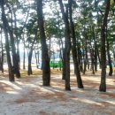 대관령 솔내음 오토 캠핑장 이미지