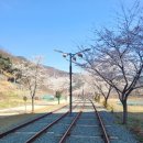 청도 여행 코스, 청도 레일바이크