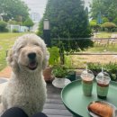 나보다 예쁘개 | [평택 비전동 애견미용] 견미가: 핫팩과 담요로 전하는 진심, 스트레스 없는 1:1 맞춤 미용