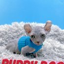 버디독 강아지분양 고양이분양 안심분양센터 인천점 이미지