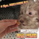 로반 | 로반 잘먹잘싸 황금 덴탈껌 솔직 체험 후기