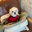 쌍문동커피쌍커 | 2025년 9월 일상🐕🌧️🍖☕️🚘