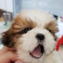 송현동 강아지 이미지