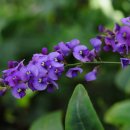 허브아일랜드 식물원 이미지