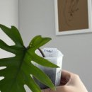 마요이(mayoi) 이미지