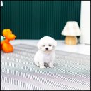 유앤미펫 강아지분양 고양이분양 시흥점 이미지