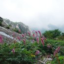 플러스알파 Daum카페