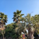 신화보건진료소 | 비체올린, 금악마을, 방림원, 새별프렌즈, 그리스신화박물관/트릭아이미술관, 명월국민학교, 협재해수욕장