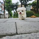 나눔펫 책임분양소 강아지분양 일산점 | 고양 일산동구 백석동 나눔펫 책임분양소 강아지분양 일산점 위치 가격 후기