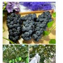 송산농장 이미지