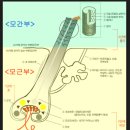 다모란 네이버블로그