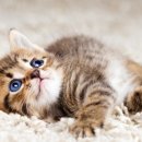 낭만고양이 - 화성시 동탄반송길 13 | 낭만고양이