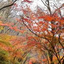 단풍나무 풍경 이미지