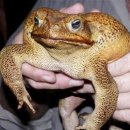 케인토드 (cane toad) 이미지