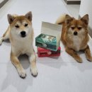 리버펫 | 강아지 츄르 기능성으로 건강도 챙기는 보령 리베펫 댕댕짜요