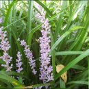 천식농장 이미지