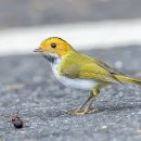 Rufous-faced Warbler 이미지